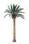 Palm tree isolated