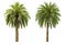 Palm tree isolated