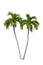 Palm tree isolated.