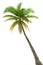 palm tree isolated pictures