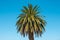 Palm tree isolated on blue sky background - palmera canariensis