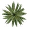 Palm tree isolated. Jubaea chilensis top view