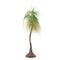 Palm tree isolated. Nolina recurvata