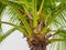 Palm tree with its coconuts with a gray sky background