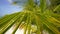 Palm tree. Juicy lush foliage of tropical trees in sunny jungle forest or exotic amazon rainforest, botanical paradise