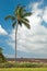 Palm tree in Kona on Big Island Hawaii with lava field in background