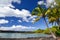 Palm tree at La Perouse Bay - Makena, Maui, Hawaii