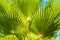 Palm tree leaf background.