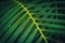 Palm tree leaf closeup - tropical palm tree leaves -