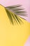 Palm tree leaf on colorful pop art background.