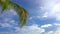 Palm tree leaf over blue sunny tropical sky in Dominican Republic