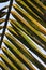 Palm tree leaf pattern. Green and yellow.