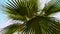 Palm tree leaf surface with shadow. Selective focus texture of green palm leaf. Natural background with copy space.