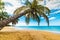 Palm tree leaning over the beach in La Perle beach