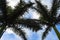 Palm tree leaves against a blue cloudy sky.