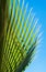 Palm tree leaves and blue sky, vertical tropical photo