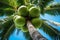 Palm tree with leaves and a bunch of green coconuts