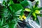 Palm tree leaves pattern. Young plants in pots on brown wooden table. Close up potting plants. Spring, nature