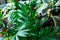 Palm tree leaves pattern. Young plants in pots on brown wooden table. Close up potting plants. Spring, nature