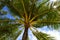 Palm tree leaves with sky in background - Upward Shot - Stock Photo