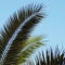 Palm tree leaves in springtime