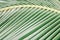Palm tree leaves, tropical weather, Thailand. Macro shot sheet coconut palms