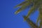 Palm tree leaves vivid blue sky background tropic scenic landscape wallpaper pattern with empty space for copy or text