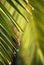 Palm tree leaves with water drops after rain