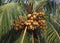 Palm Tree loaded with ripe coconuts.