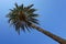 Palm tree with long trunk on blue sky