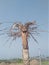 A palm tree  looking like a gost
