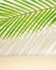 palm tree making shadow on a beige summer background.sandy color sunny concept
