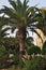 Palm tree on the Mediterranean coast