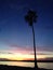 Palm tree at Mission Bay, California