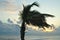 Palm tree moved by the wind. Sunset in Reunion island.