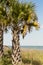 Palm Tree on Myrtle Beach East Coastline at the Boardwalk