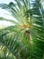 Palm tree near a beach in asprovalta