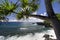 Palm tree on the northern coastline, on road to Hana, Maui, Hawaii