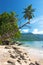 Palm tree over Beau Vallon