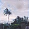 Palm tree over the bush on cloudy sky background. Topical nature landscape.