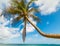 Palm tree over the sea in Autre Bord beach in Guadeloupe