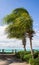 Palm tree overhanging boardwalk