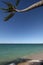 Palm Tree Overhangs Ocean with Shadows in the Sand