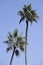 Palm Tree Pair