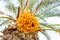Palm Tree, Palm Fruits - Dates, Israel
