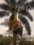 Palm-tree, palm leaf, trees, skyline, areca palm, betal nuts