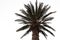 Palm tree palm silhouette on white background