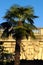 Palm tree Paris Plage near Pont Notre-Dame Seine river tourist attraction