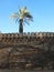 A palm tree in a Park Horta Labyrinth \'in Barcelona