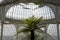 Palm tree photographed against the ironwork inside the Kibble Palace glasshouse at Glasgow Botanic Gardens, Scotland UK